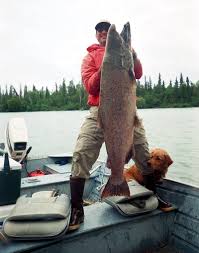 Image result for Oncorhynchus tshawytscha