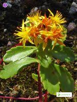 Attēlu rezultāti vaicājumam “Sedum aizoon fruit”