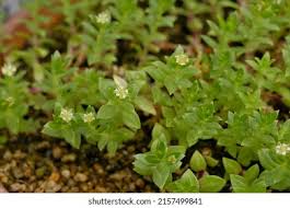 Attēlu rezultāti vaicājumam “Honckenya peploides leaf”