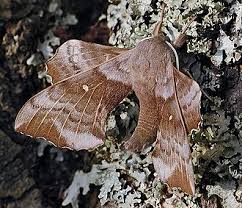 Attēlu rezultāti vaicājumam “Laothoe populi imago”