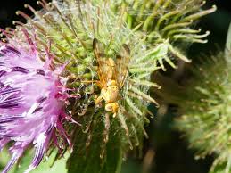 Attēlu rezultāti vaicājumam “Didymium tussilaginis”