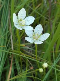 Attēlu rezultāti vaicājumam “Parnassia palustris”
