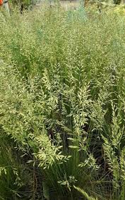 Attēlu rezultāti vaicājumam “Festuca ovina fruit”