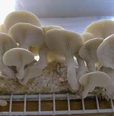 Attēlu rezultāti vaicājumam “Pleurotus ostreatus”