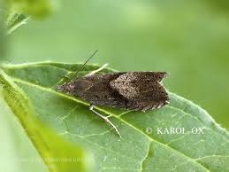 Attēlu rezultāti vaicājumam “Dichrorampha simpliciana”