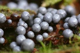 Attēlu rezultāti vaicājumam “Cribraria macrocarpa”