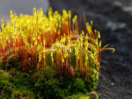 Attēlu rezultāti vaicājumam “Pohlia wahlenbergii macro”