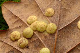 Attēlu rezultāti vaicājumam “Neuroterus quercusbaccarum”