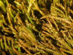 Attēlu rezultāti vaicājumam “Pseudoleskeella nervosa”