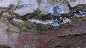 Attēlu rezultāti vaicājumam “Badhamiopsis scripta sessile”