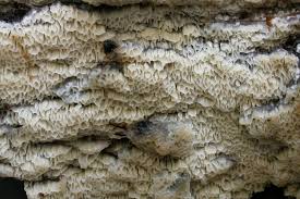 Attēlu rezultāti vaicājumam “Ceriporiopsis aneirina”