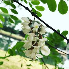 Attēlu rezultāti vaicājumam “Robinia”