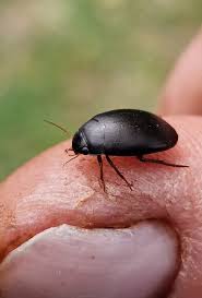 Attēlu rezultāti vaicājumam “Ilybius sp.”