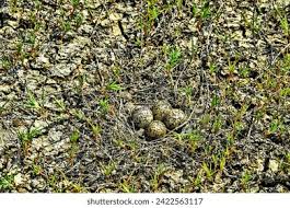 Attēlu rezultāti vaicājumam “Caprimulgus europaeus eggs”