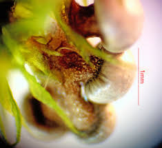 Attēlu rezultāti vaicājumam “Diderma umbilicatum young”