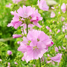 Image result for Malva moschata