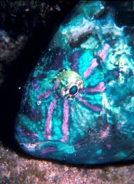 Image result for Calotomus carolinus