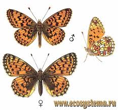 Attēlu rezultāti vaicājumam “Clossiana selene”