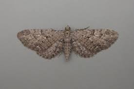 Attēlu rezultāti vaicājumam “Eupithecia pusillata”