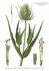 Image result for Dipsacus silvestris