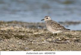 Attēlu rezultāti vaicājumam “Pluvialis squatarola”