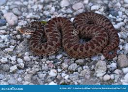 Attēlu rezultāti vaicājumam “Vipera berus”