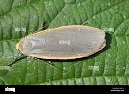 Attēlu rezultāti vaicājumam “Eilema griseola larva”