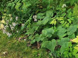 Attēlu rezultāti vaicājumam “Enteridium liceoides macro”