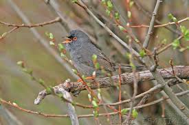 Image result for Sylvia sarda