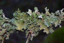 Attēlu rezultāti vaicājumam “Platismatia glauca”