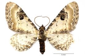 Attēlu rezultāti vaicājumam “Eupithecia centaureata”