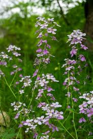 Attēlu rezultāti vaicājumam “Hesperis matronalis leaf”