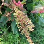 Attēlu rezultāti vaicājumam “Rumex confertus fruit”