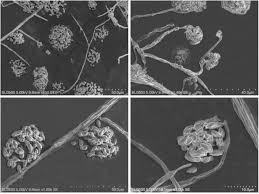 Attēlu rezultāti vaicājumam “Neonectria fuckeliana”