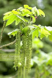 Attēlu rezultāti vaicājumam “Juglans mandshurica”