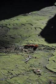 Attēlu rezultāti vaicājumam “Pleurococcus vulgaris”