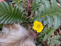 Image result for Potentilla anserina