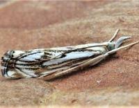 Attēlu rezultāti vaicājumam “Catoptria falsella”