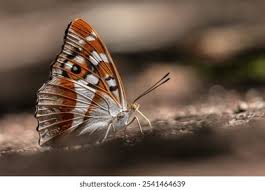 Attēlu rezultāti vaicājumam “Apatura iris underside”