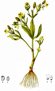 Attēlu rezultāti vaicājumam “Ranunculus sceleratus”