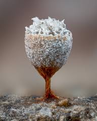 Attēlu rezultāti vaicājumam “Craterium aureonucleatum”