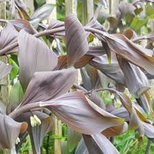 Attēlu rezultāti vaicājumam “Polygonatum verticillatum leaf”