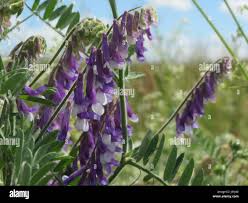 Attēlu rezultāti vaicājumam “Vicia cracca flower”