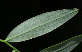 Attēlu rezultāti vaicājumam “Lathyrus palustris leaf”