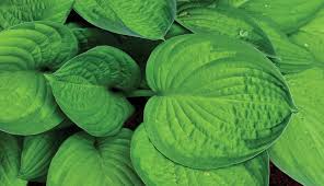 Attēlu rezultāti vaicājumam “Hosta sp. leaf”