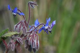 Image result for Borretsch