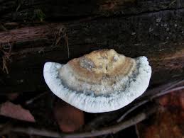 Attēlu rezultāti vaicājumam “Postia caesia”