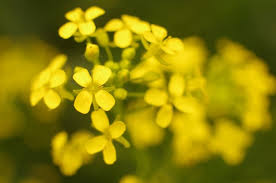 Attēlu rezultāti vaicājumam “Bunias orientalis flower”