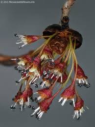 Attēlu rezultāti vaicājumam “Ulmus laevis flower”