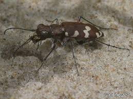 Attēlu rezultāti vaicājumam “Cicindela maritima”